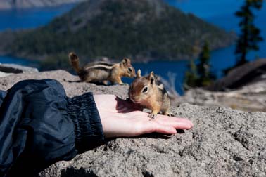 Squirls am Crater Lake