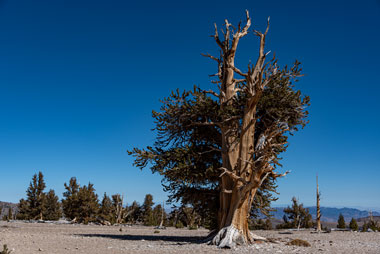 Bristlecone Pine Forest, California